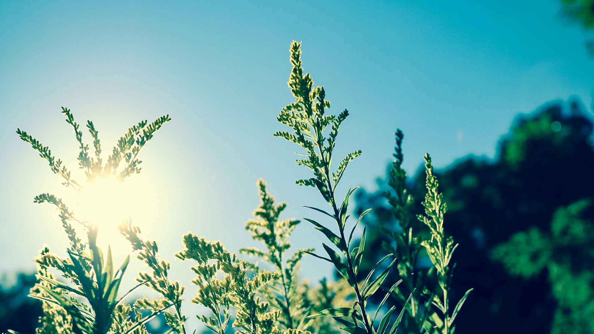 Sunshine